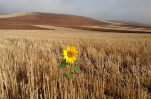 The Role of Attachment in Shaping Perceptions of Life: Connection vs. Survival